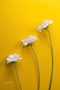 flower, white, three, online, Yellow Background, lateral, vertic