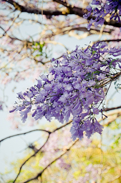 黑色蝶恋采集到花海