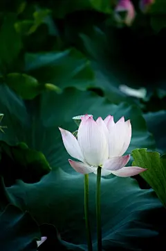 pixabay

花, 花壁纸, 荷花, 自然, 莲, 自然, 摄影, 美丽的花朵, 花卉