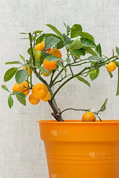 室内种植的柑桔类植物Calamondin (Citrofortunella microcarpa, 