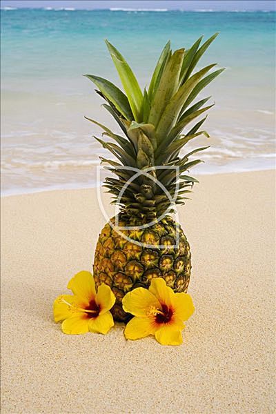菠萝,花,热带沙滩
