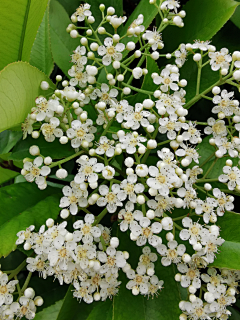 部萨玛采集到花