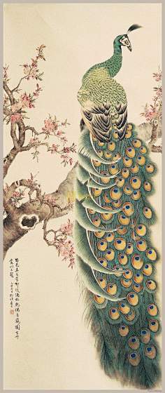 点墨中国孔雀