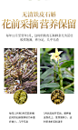 青源堂铁皮石斛枫斗霍山粉仿 野生鲜条养生茶花非500g特级中 药材-tmall.com天猫