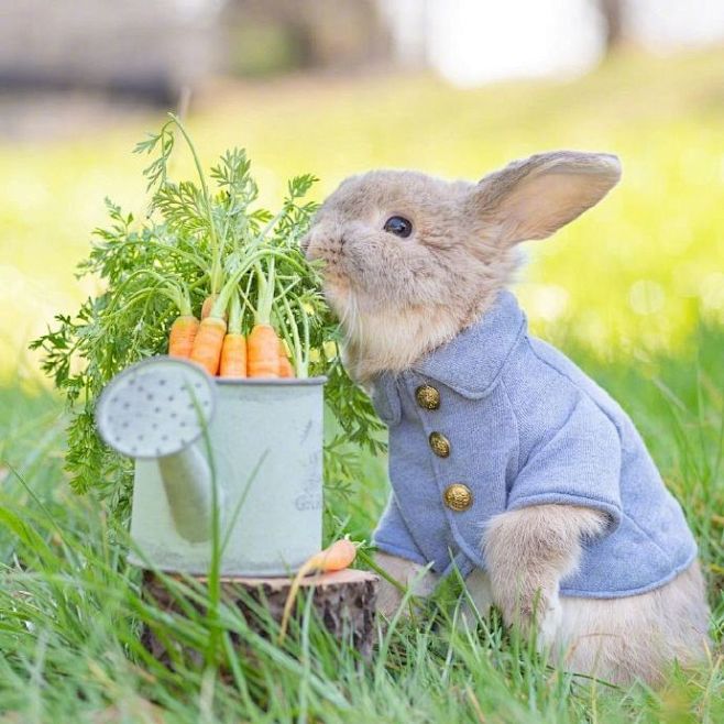 小兔子的春天。早安 ​​​​