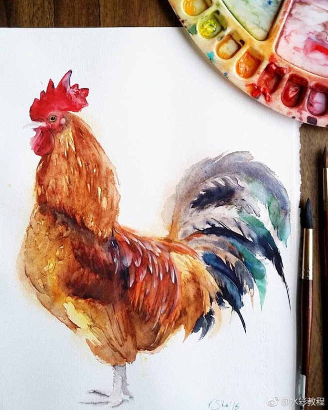 水彩一直觉得大公鸡特别的神气有种自然而然的气质byinsyuliashe100