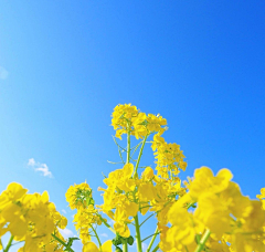 aqLZT577采集到元素-夏日