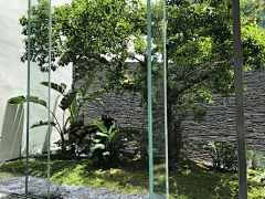 畅想菲采集到植物专项-热带地被搭配
