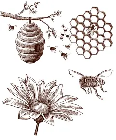 手绘蜜蜂 向日葵  - 源文件下载【酷图网】手绘蜜蜂,手绘蜂蜜,手绘蜂窝,手绘向日葵,矢量蜜蜂,矢量蜂窝,矢量向日葵,线描向日葵,简笔向日葵,