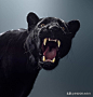 动物凶猛：摄影师用给明星拍写真的方式，给狮虎豹拍照