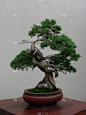 盆景,华盛顿特区,自然,古老的,花盆,垂直画幅,图像,室内植物,艺术,美国