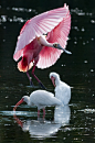 gyclli:<br/>Roseate Spoonbill Landing<br/>by jpaton1963 <br/>