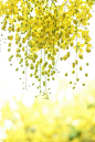 prettylittleflower:  yellow breeze by Thunderbolt_TW on Flickr.