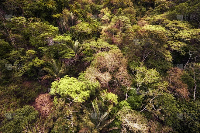 巴西Ubajara国家公园森林的高角度视图