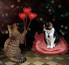 猫,英镑符号,酷,小丑眼镜,贺卡,浪漫,节日,礼物,情人节,蓝宝石