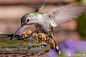 蜜蜂和蜂鸟~ Photo by Eric Carlson. ​(@昆虫学小鱼)