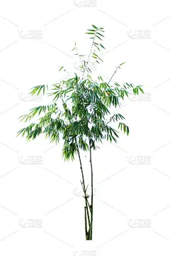 孤立的树
