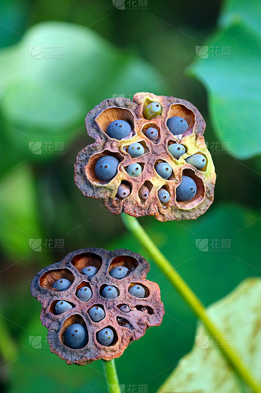 非常奇怪和奇异的形状“印度莲花”花托(T...