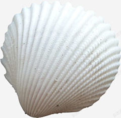 星川大海采集到白色贝壳