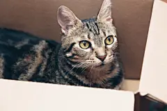 点击来源直接获取大图文件 |猫在纸板箱里，宠物在箱子里玩耍，猫玩具，在家的乐趣，隐藏的猫