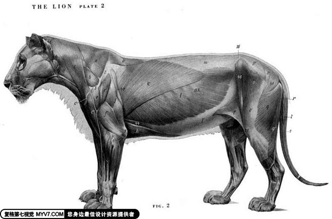 猫科动物骨骼解剖结构--第七视觉--Vi...