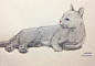 我看到了什么，#水彩#，#猫咪#，#插画#，#手绘#