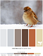 Color Chirp | Design Seeds