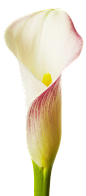 粉色花