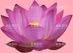 莲花  - 源文件下载【酷图网】莲花,花,白莲花,免扣,清洁,荷花,花朵,花素材,