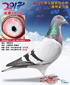 各地公棚信鸽信息网-CHN鸽信网 www.chngexin.com