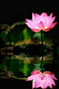 Photograph Lotus flowers reflection by FuYi Chen on 500px