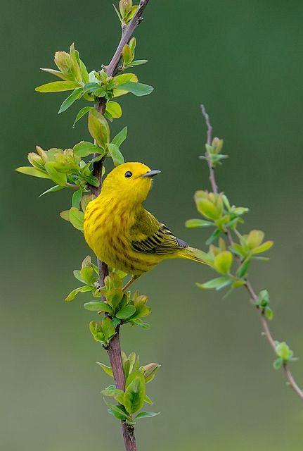 Yellow Warbler