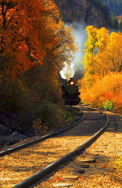 一台蒸汽机车吐着白烟划破了秋林的宁静。