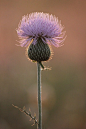 ♂艺术本质的野花紫
♂ Artistic nature Wildflower purple