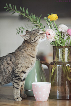 早安晴天采集到片_猫