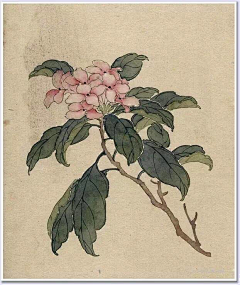 五谷煎饼采集到CZZZ植物
