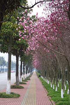 刘小二的2采集到道路植物