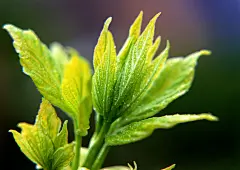 树叶 植物 背景 植物 花纹 复古 卡通 花朵 线条 图形 花边 图标 节日 潮流 高清图片 绿叶 动物 清新 郁金香 传统?鲜花 高清 人物 花瓣 白色 花蕊 图片 花束 花簇 假花 蓝色 精美 花卉 娇艳 花 红花 礼品 卡片 贺卡 创意 艺术字 元旦 圆点?生活 叶子 工业设计 产品设计 中文字体 其它字体 水彩 春节 风景 非主流 桃花 植物 粉红 特写 自然 风景 花蕊 绽开 高清素材 蜘蛛 微距?蘑菇 蝴蝶 黄色 绿色 野花 古典 划痕 颓废 蓝色背景 花盆 美丽 彩色花卉 手绘图案 镜框 彩