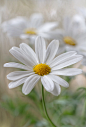 Marguerite | Flickr - 相片分享！