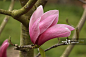 Magnolia (Magnolia campbelli x lilliflora) 'Star Wars', AGM_创意图片