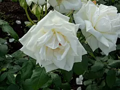 玫瑰花高清摄影素材