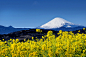 Photograph Scenes such as spring comes 富士山下