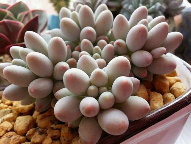  景天科 景天属【婴儿手指】Sedum ...