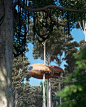 Hotel complex located on the trees of a forest that are connected to each other by wooden suspension bridges and tensioners, all part of a central(3)