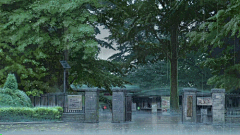 懵水采集到雨