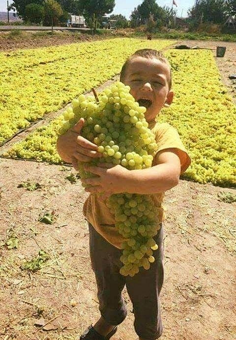 阿富汗到了葡萄丰收的季节