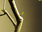 植物；高清植物 高清背景，桌面背景，绿色植物背景，自然植物;大树；树木；高清树林；森林；阳光；