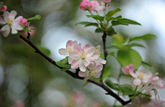 请叫我花仙zi采集到花好月圆