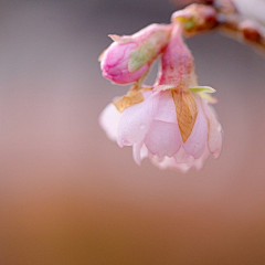 yama4000000000采集到花花