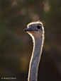 ostrich